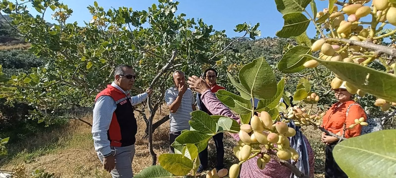 Aydın Yenipazar'da Antepfıstığı Hasadı Başladı - Görsel 2