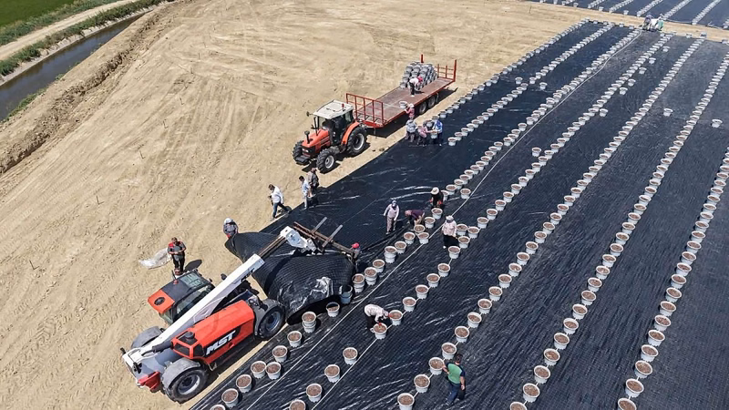 Edirne'de Dev Yaban Mersini Üretim Tesisi Kuruluyor - Görsel 1