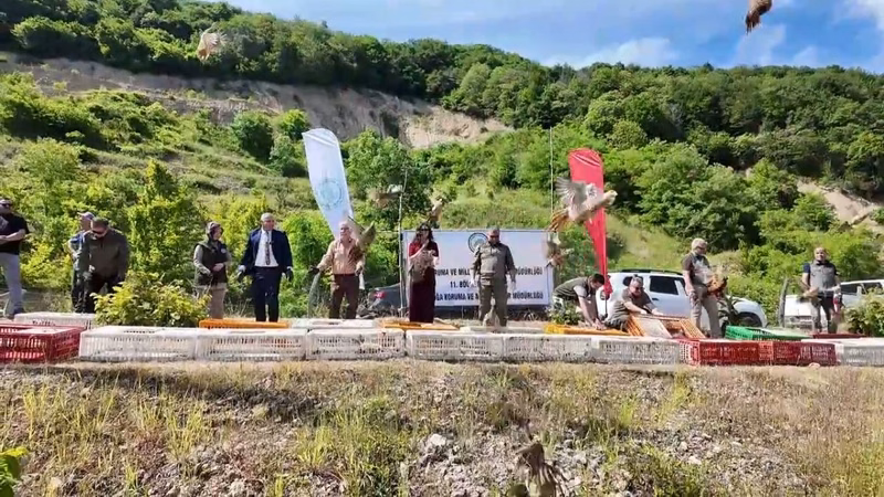 Doğa Koruma ve Milli Parklar Müdürlüğü'nden Kokarcaya Karşı Sülün Salımı - Görsel 1