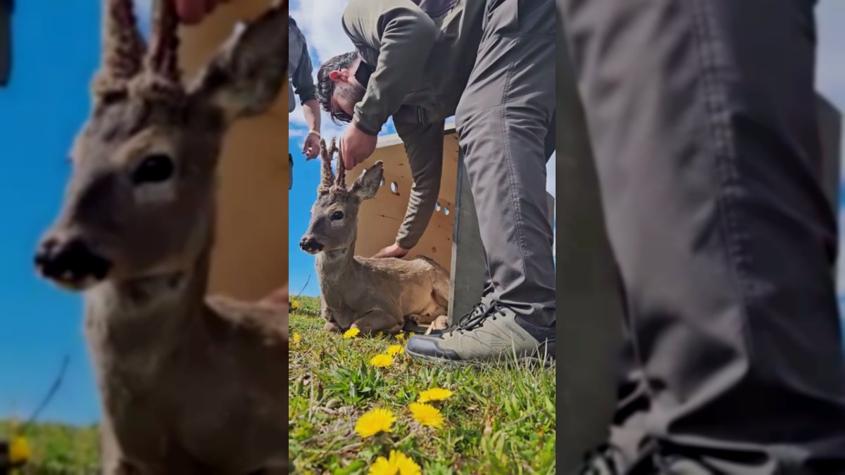 Kastamonu'da Tedavisi Tamamlanan Karaca Doğaya Bırakıldı