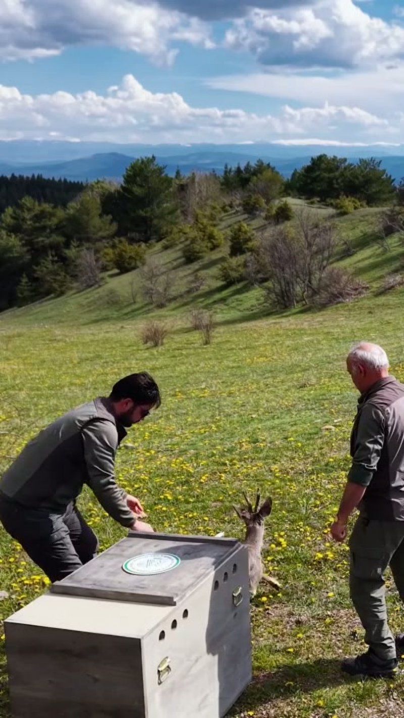 Kastamonu'da Tedavisi Tamamlanan Karaca Doğaya Bırakıldı - Görsel 2