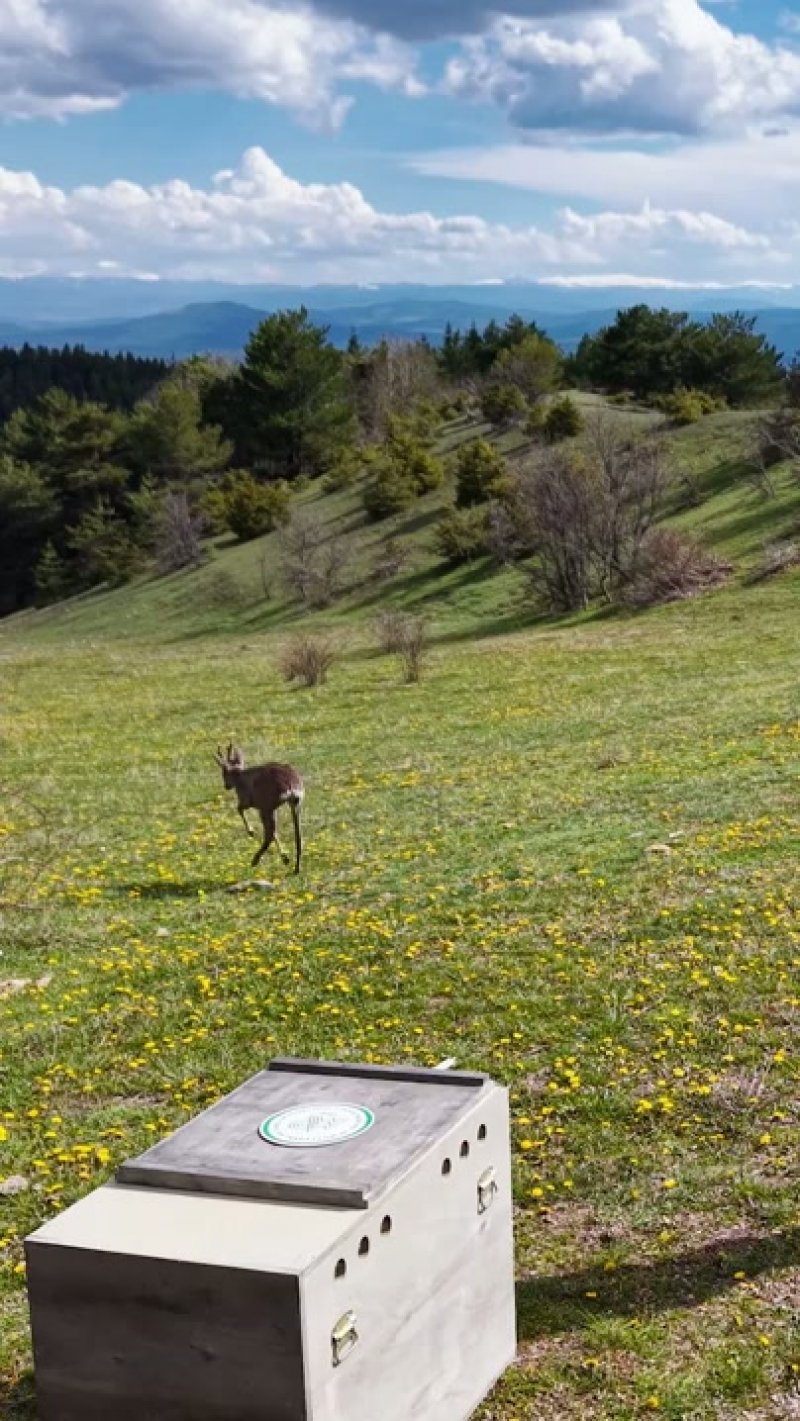 Kastamonu'da Tedavisi Tamamlanan Karaca Doğaya Bırakıldı - Görsel 3