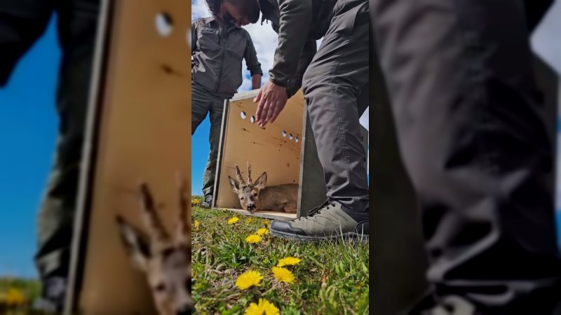 Kastamonu'da Tedavisi Tamamlanan Karaca Doğaya Bırakıldı - Görsel 1