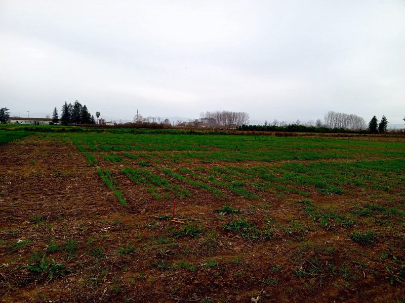 Karadeniz Tarımsal Araştırma Enstitüsü'nden Yerli Keten Ham Madde Hamlesi - Görsel 1