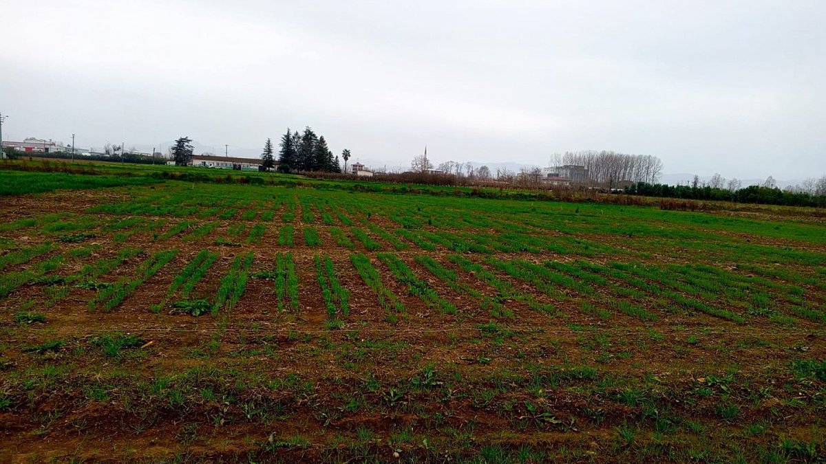 Karadeniz Tarımsal Araştırma Enstitüsü'nden Yerli Keten Ham Madde Hamlesi