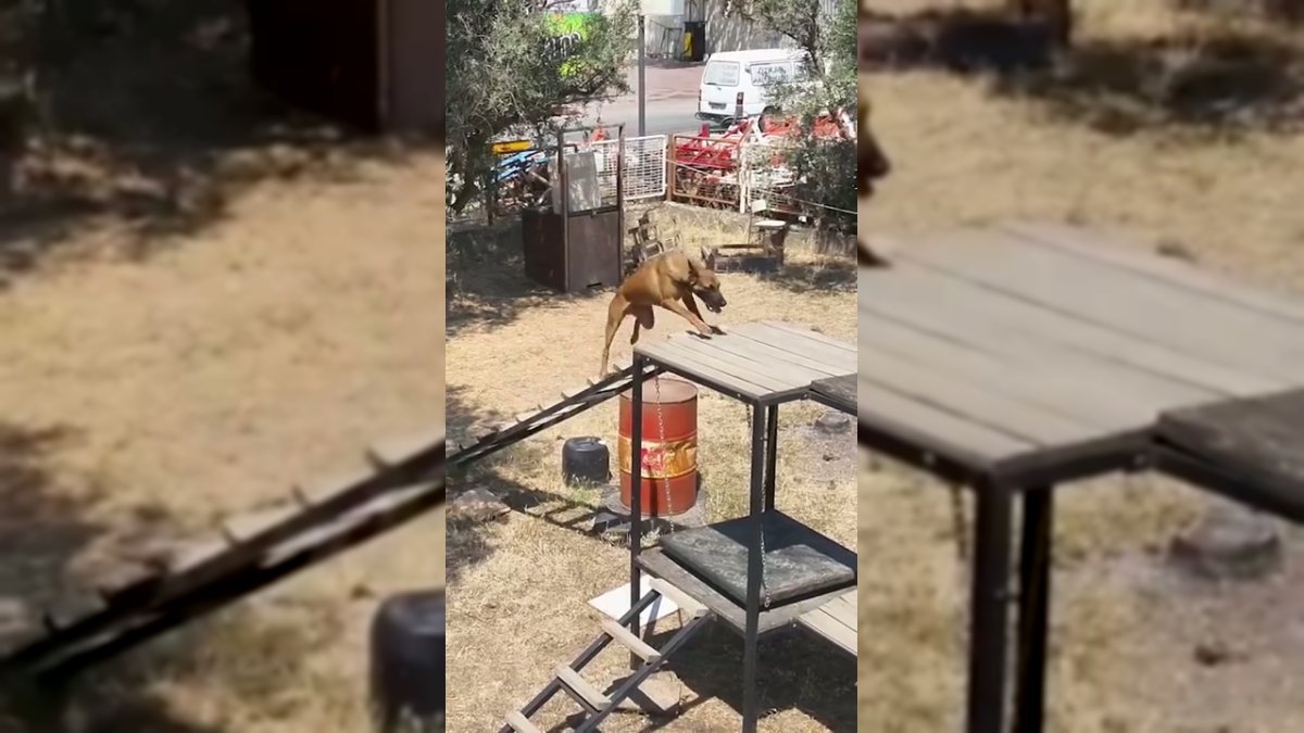 Bursa Büyükşehir Belediyesi K9 Ekiplerinden Gerçek Operasyon Eğitimi