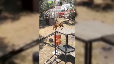 Bursa Büyükşehir Belediyesi K9 Ekiplerinden Gerçek Operasyon Eğitimi