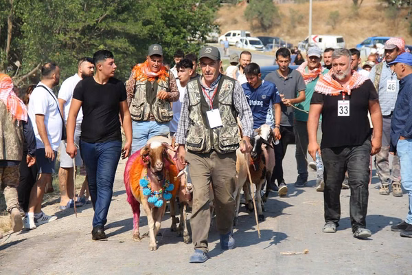 Çal'da Asırlık Gelenek: Sudan Koyun Geçirme ve Çoban Bayramı Coşkusu - Görsel 2