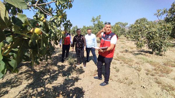 Aydın'da İncir Hasadı ve Kurutma Süreçleri İçin Sıkı Saha Denetimleri Başladı - Görsel 1