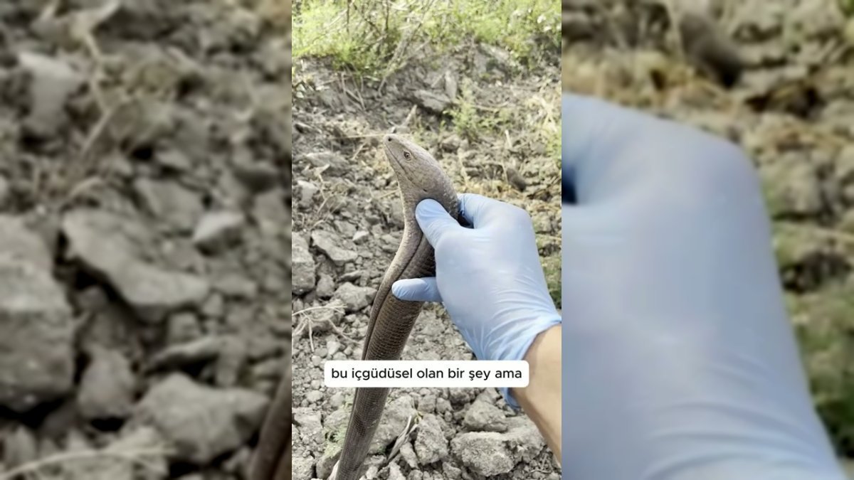 Oluklu kertenkele yılan sanılarak korkuluyor: Zararsız ve faydalı