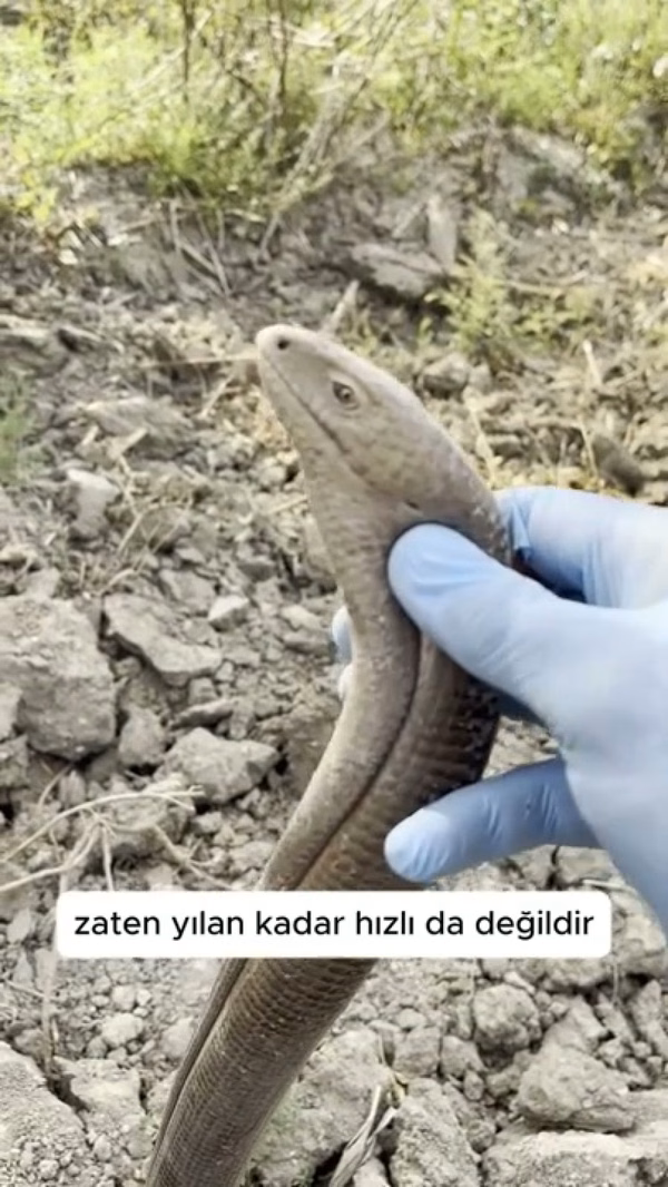 Oluklu kertenkele yılan sanılarak korkuluyor: Zararsız ve faydalı - Görsel 2