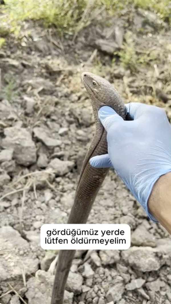 Oluklu kertenkele yılan sanılarak korkuluyor: Zararsız ve faydalı - Görsel 3