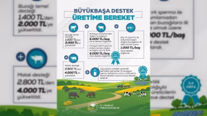 Tarım ve Orman Bakanlığı'ndan Büyükbaş Hayvancılık Desteklerinde Rekor Artış
